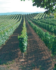 Das Weinbauplateau